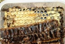 蜂巢蜜真的能治鼻炎吗？